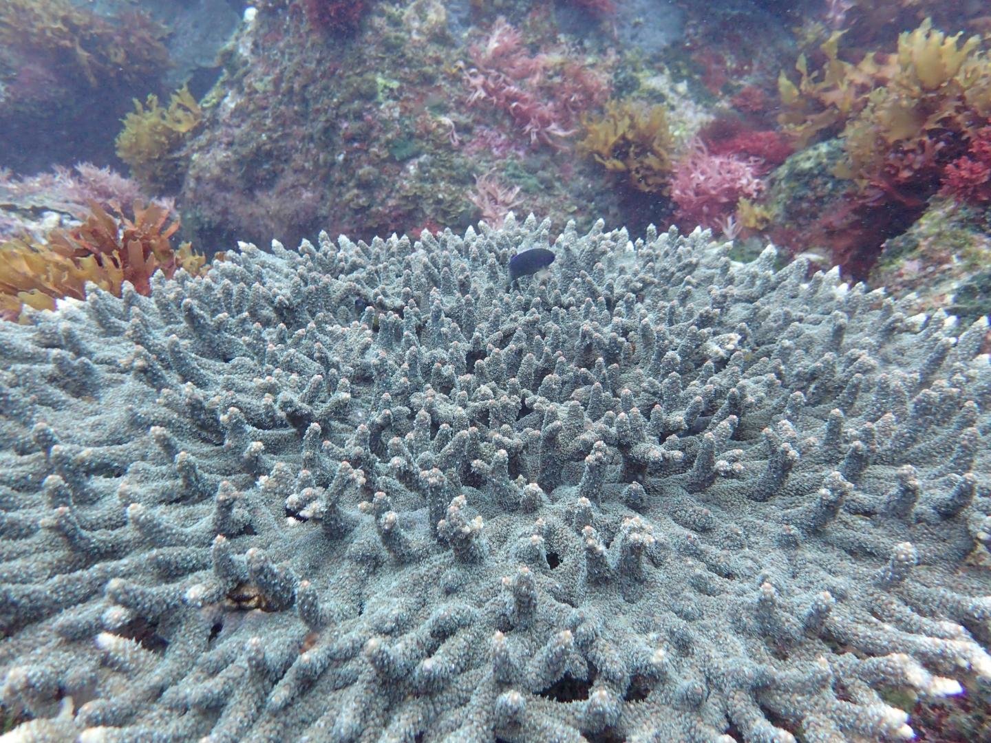 https://coralvita.co/coral-cafe/reef-safe-sunscreen/